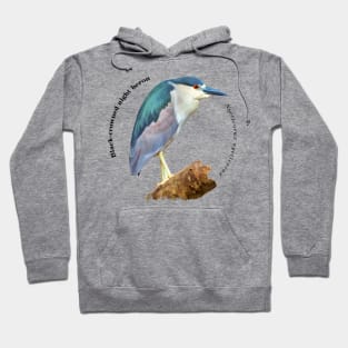 Black-crowned night heron tropical bird pin Hoodie